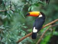 /album/fotogaleria/toco-toucan-jpg/